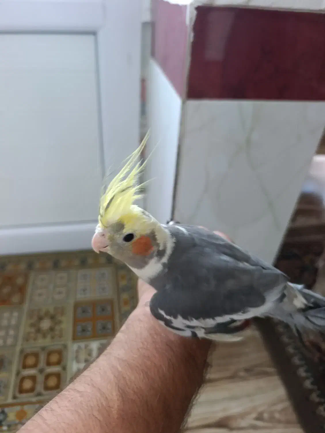 عروس هلندی|پرنده|میاندوآب, |دیوار