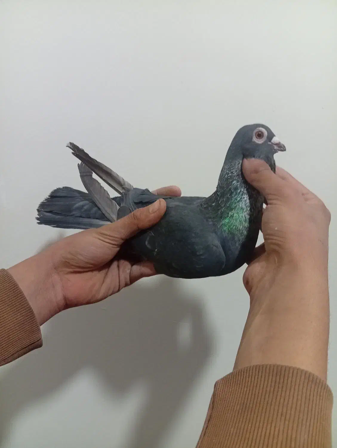 کبوتر|پرنده|نیشابور, شهرک اندیشه|دیوار