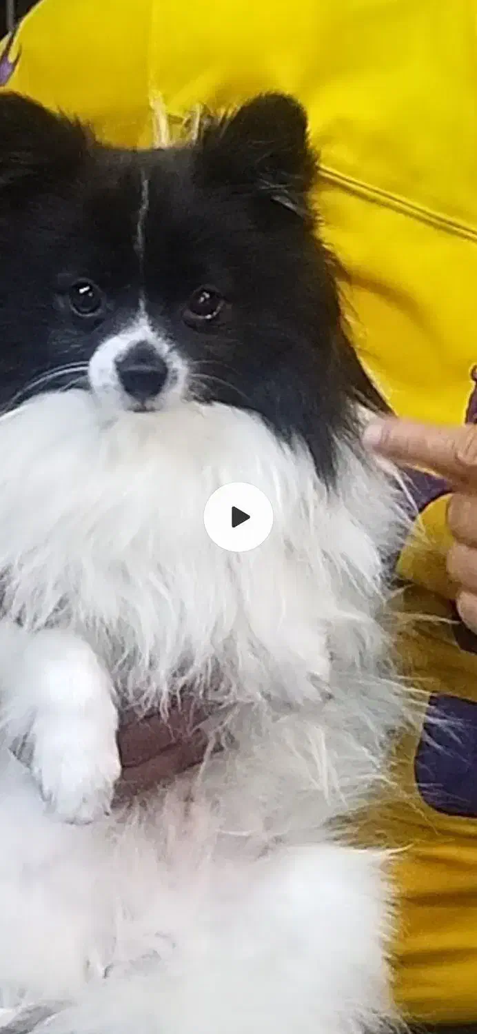 سگ گمشده|حیوانات|بندرعباس, |دیوار