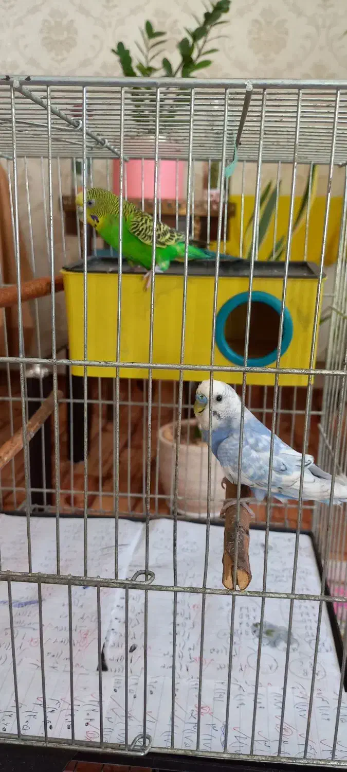 مرغ عشق مولد|پرنده|بجنورد, |دیوار