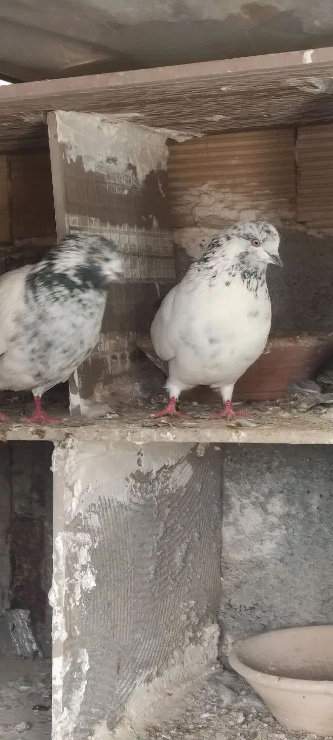 کبوتر|پرنده|سرپل ذهاب, |دیوار