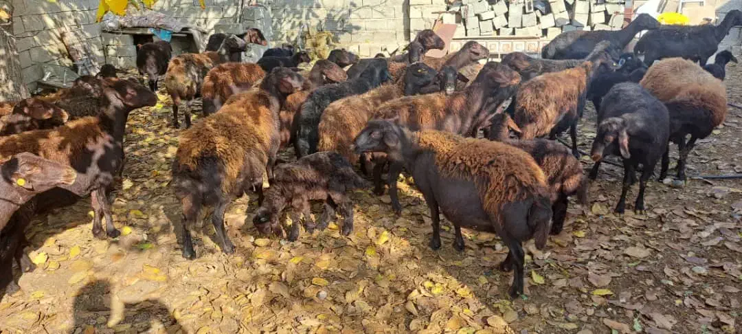 میش زاییده وابستن|حیوانات مزرعه|شاهین دژ, |دیوار