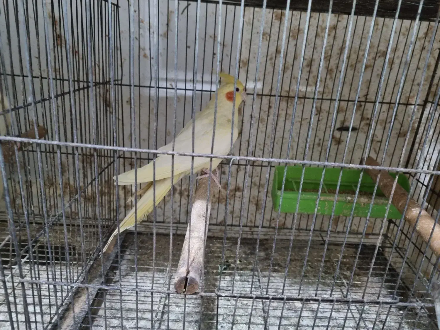 عروس ماده|پرنده|رشت, نیروی دریایی|دیوار