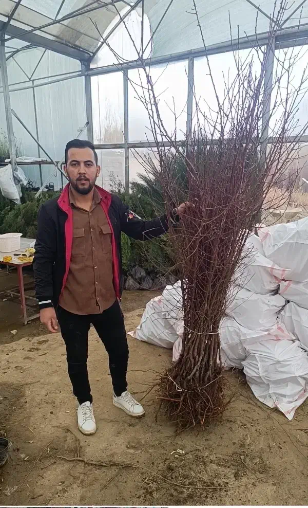 فروش نهال بادام و گردو دیرگل|خدمات باغبانی و درختکاری|خمین, |دیوار