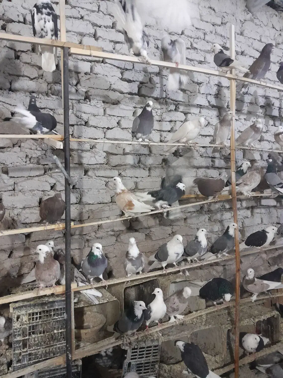 کبوتر پرشی همه رنگ|پرنده|تهران, فلاح|دیوار