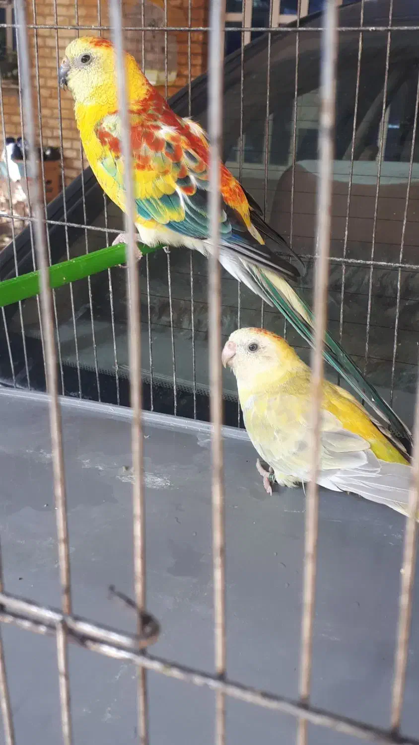 جفت طوطی آواز خوان ۶میلیون|پرنده|اهواز, بعثت|دیوار