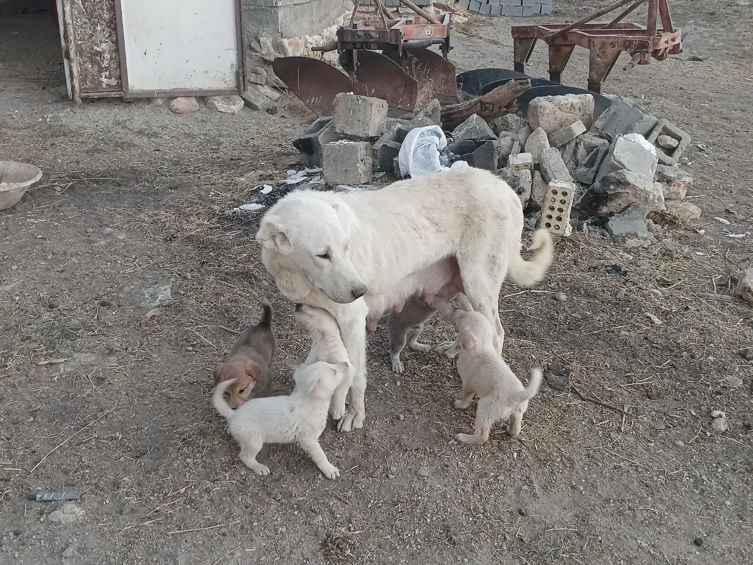 به علت فروش گوسفند|سگ|شاهین دژ, |دیوار