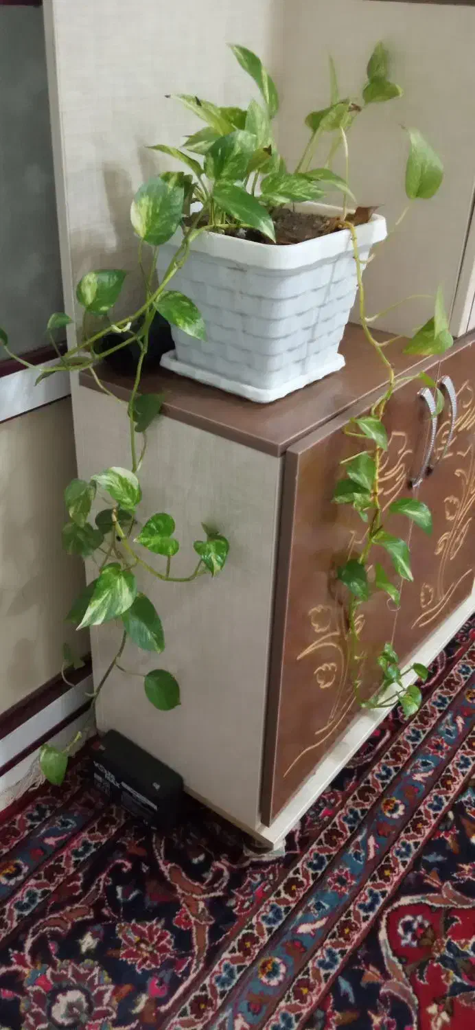 گل‌های آپارتمانی|گل و گیاه طبیعی|بناب, |دیوار