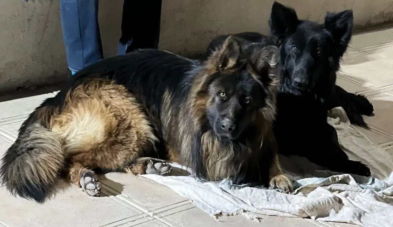 سگ گمشده|حیوانات|تربت‌حیدریه, بالا ولایت|دیوار