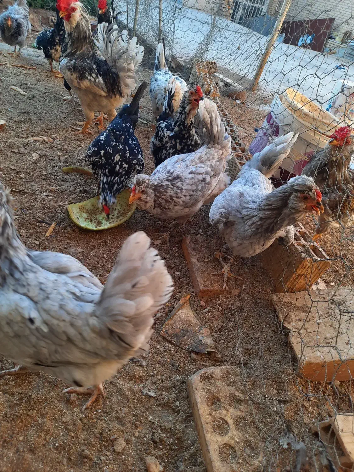 تخم مرغ نطفه دارگلین|حیوانات مزرعه|رفسنجان, |دیوار