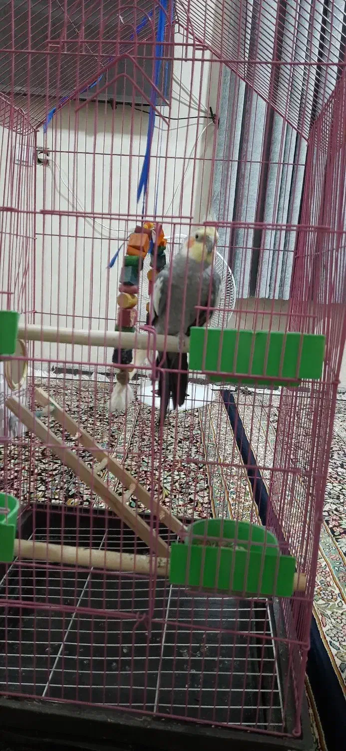 عروس هلندی|پرنده|جیرفت, |دیوار