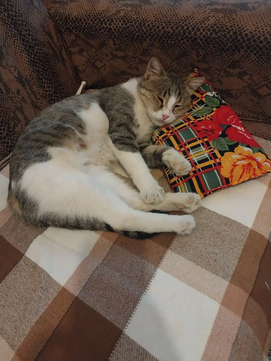 گربه آروم و عقیم شده رایگان|گربه|ارومیه, |دیوار