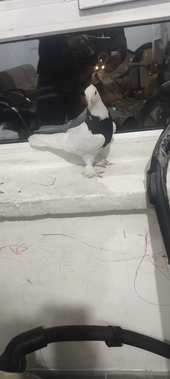 کبوتر|پرنده|شیراز, رازی|دیوار