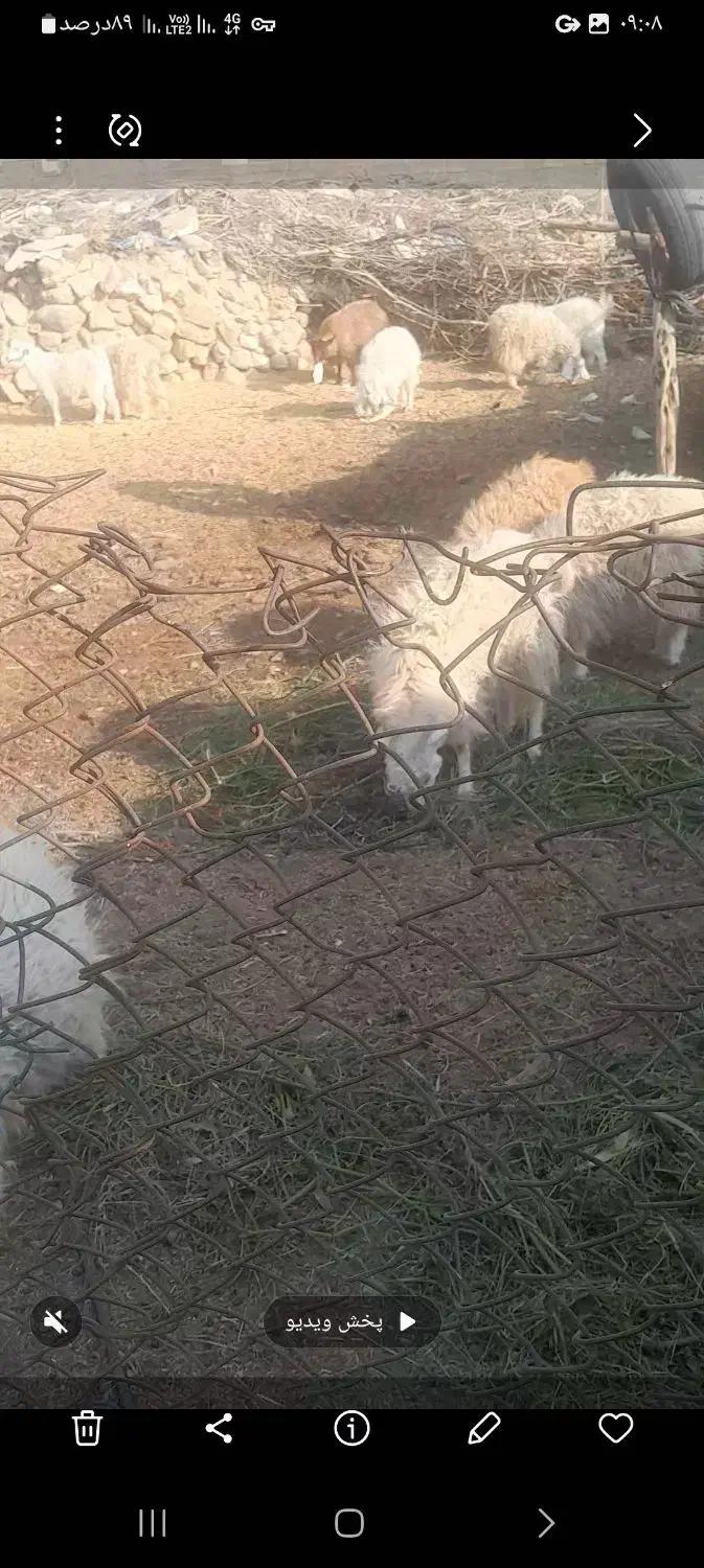 ۱۲ عدد کهره فروشی|حیوانات مزرعه|ارزوئیه, |دیوار