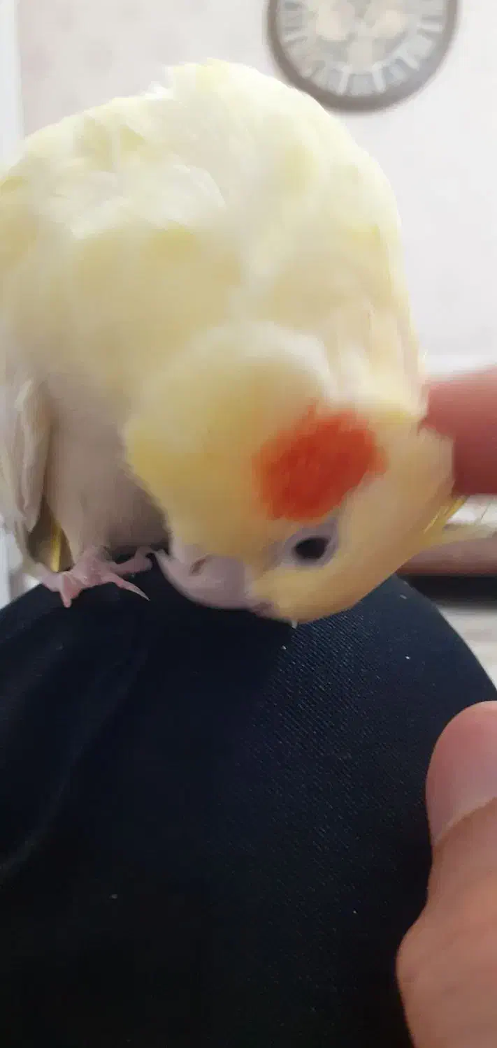 عروس هلندی|پرنده|زنجان, |دیوار