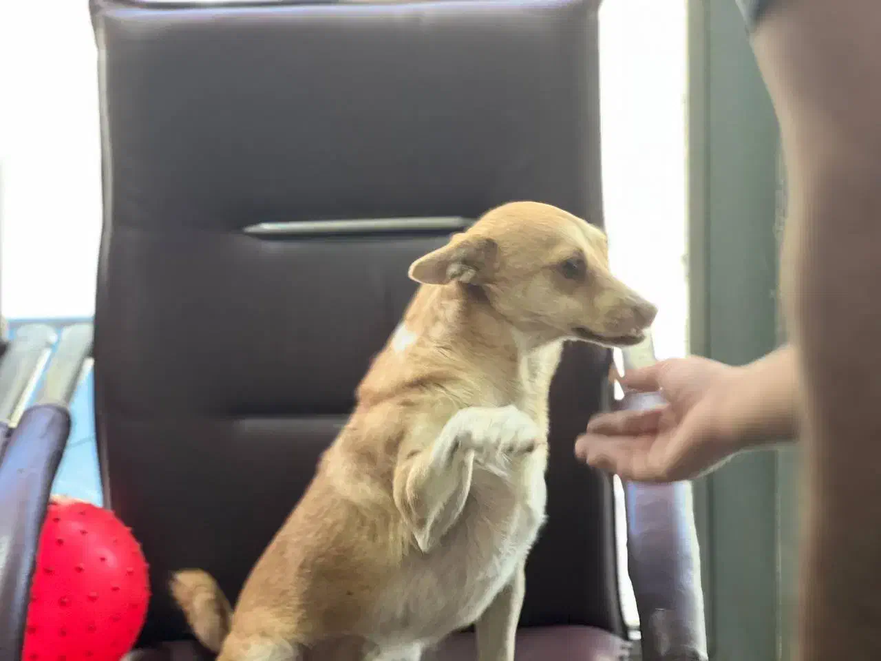 واگذاری سگ بسیارمهربون میکس اشپیتز تریر|سگ|باغستان, |دیوار