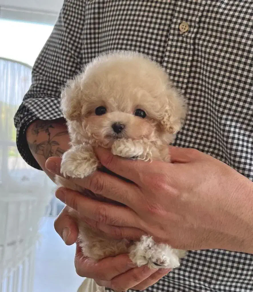 مالتیز تیکاپ|سگ|باوی, |دیوار