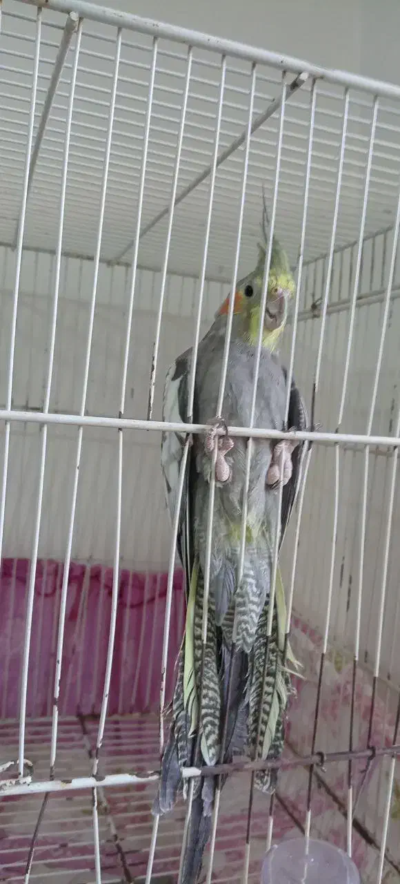 عروس هلندی  نر|پرنده|تربت جام, یحیی آباد|دیوار