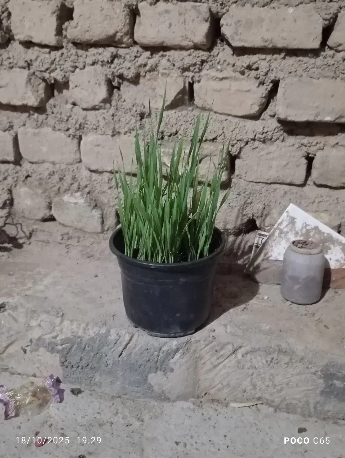 بذر جو|گل و گیاه طبیعی|بندر ترکمن, |دیوار