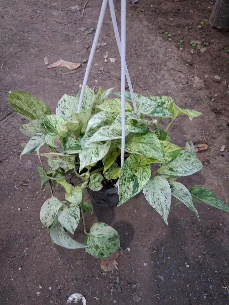 گل در گلکده نازنین|گل و گیاه طبیعی|رودسر, |دیوار