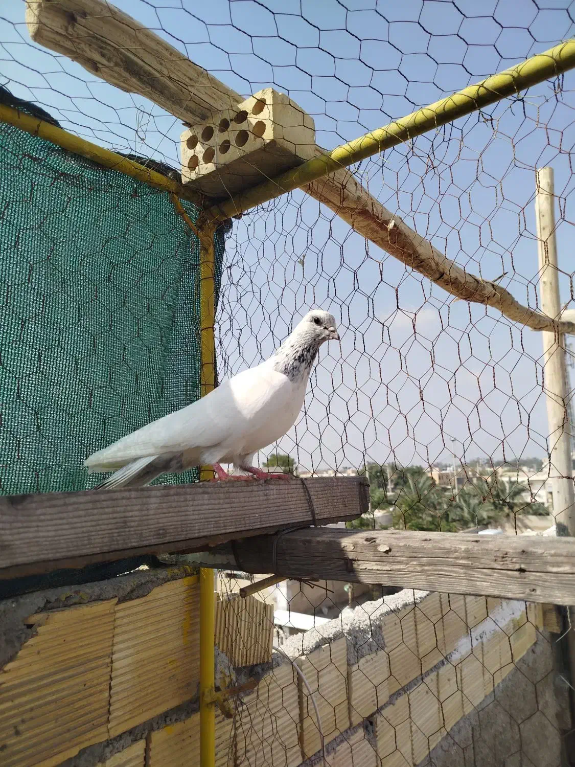 کبوتر|پرنده|چمران, |دیوار