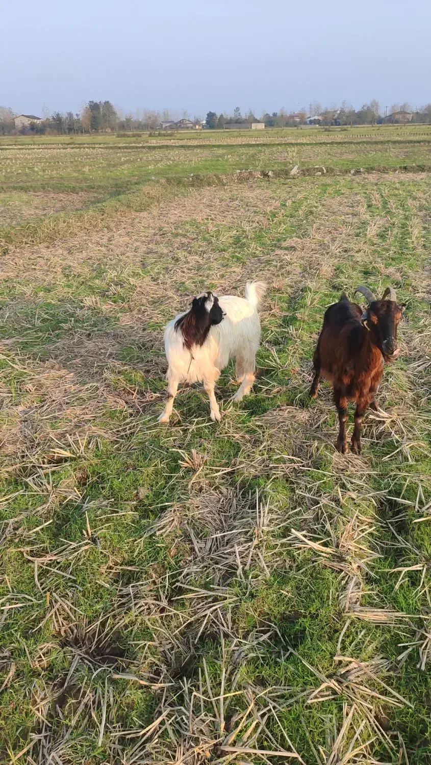 دو عدد بز ماده|حیوانات مزرعه|تولم شهر, |دیوار