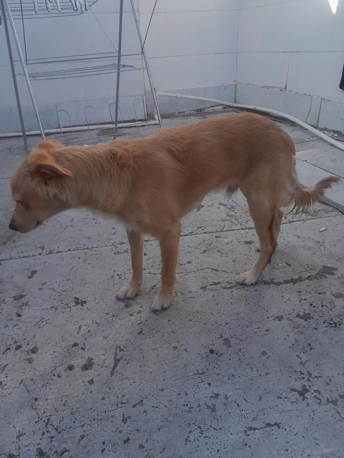 دوتاسگ خارجی اشمیتر.راکسل|سگ|اصفهان, شهرستان|دیوار