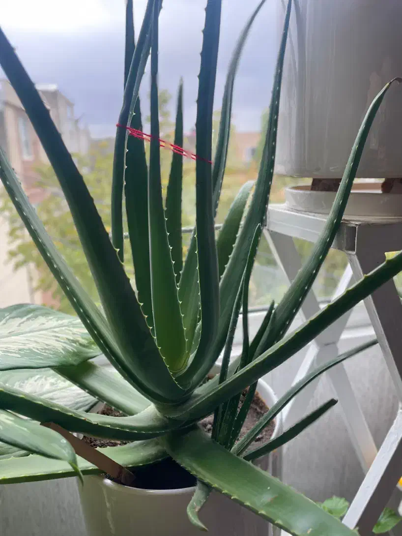 آلوورا|گل و گیاه طبیعی|سنندج, |دیوار