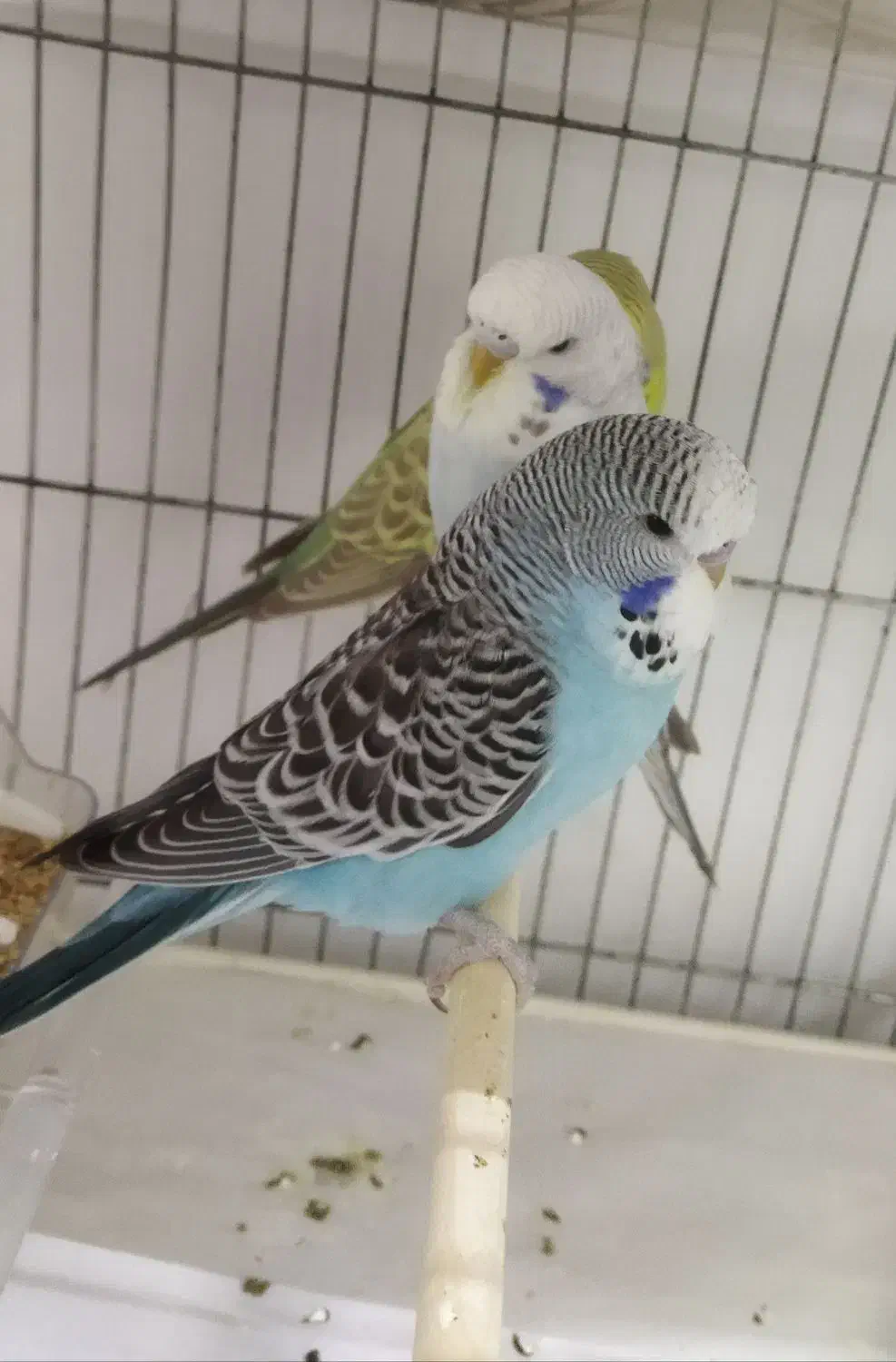 مرغ‌عشق‌‌ ‌انگلیسی|پرنده|قم, حنیف نژاد|دیوار