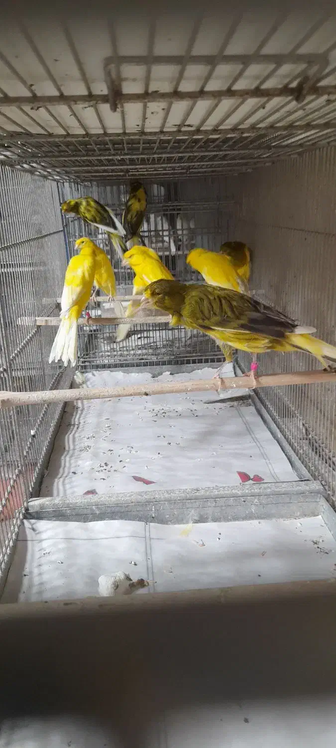 قناری رسمی|پرنده|یزد, |دیوار