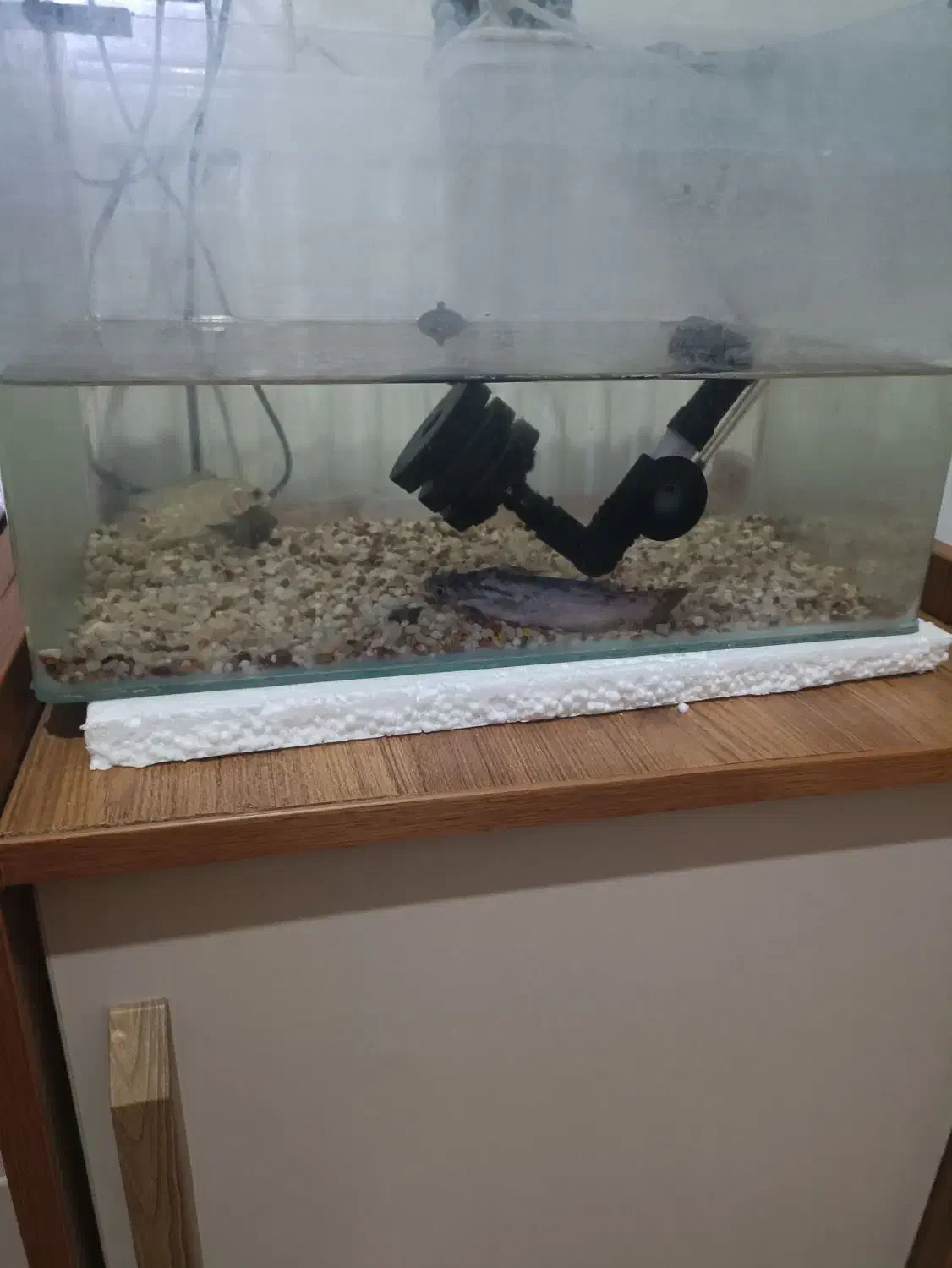 2‌عدد آکواریوم|ماهی|شاهین‌شهر, فردوسی|دیوار