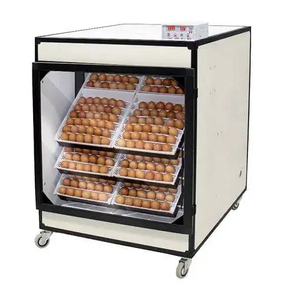 جوجه کشی اسکندری|لوازم جانبی حیوانات|نورآباد, |دیوار