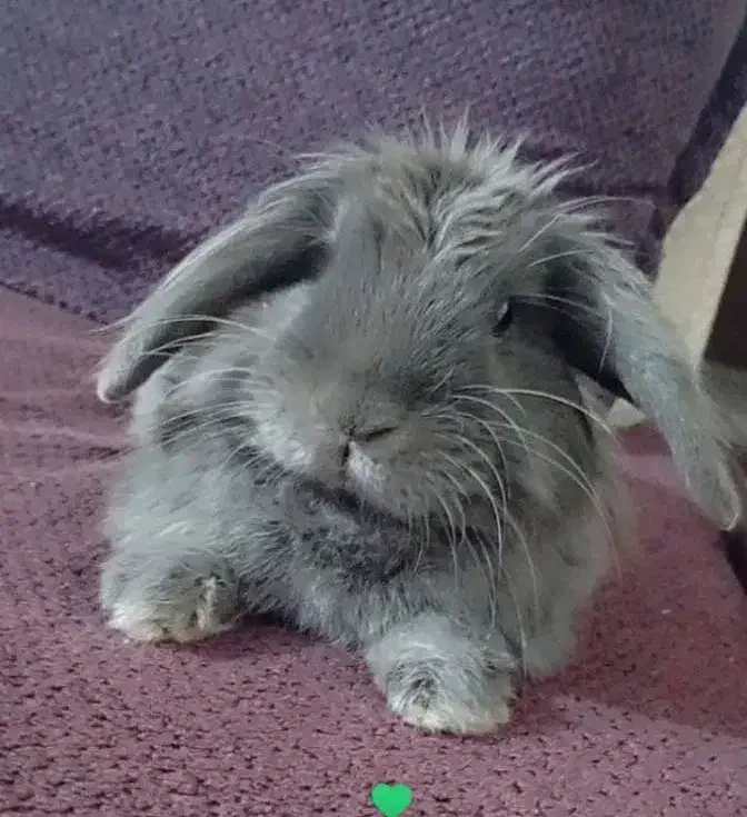 گمشده|موش و خرگوش|رامهرمز, |دیوار