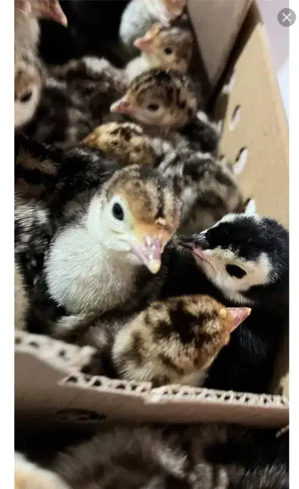 جوجه بوقلمون...|حیوانات مزرعه|بجنورد, |دیوار