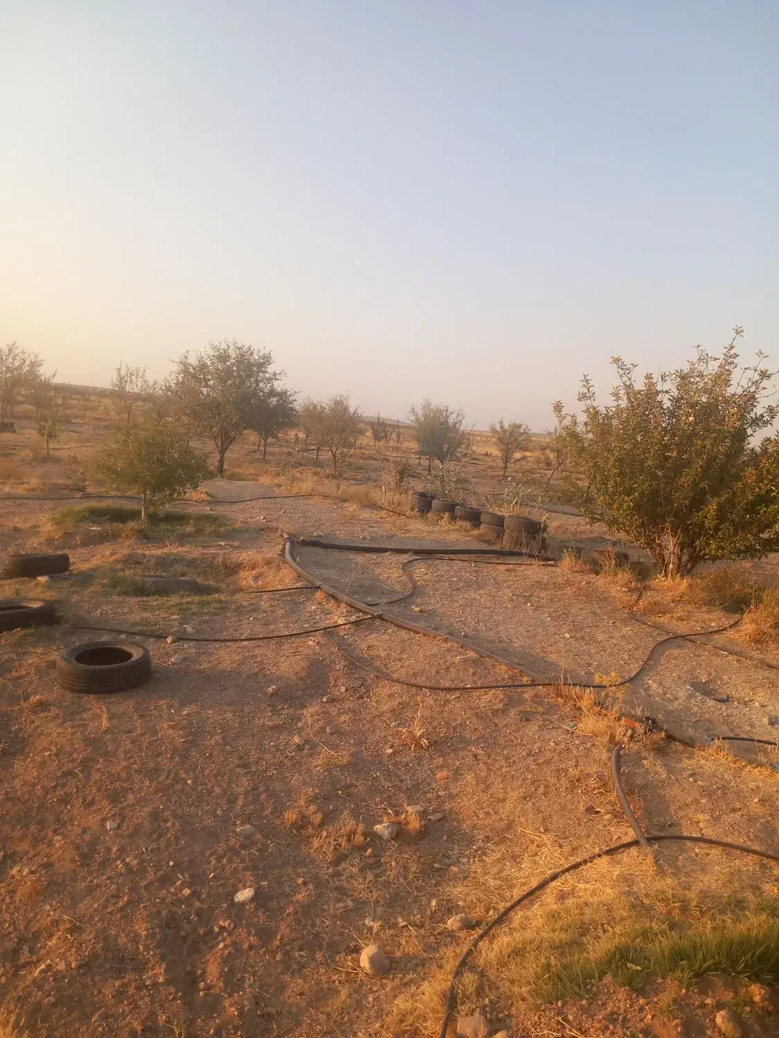 مزرعه قنات شش دانگ تک برگ سند|فروش زمین و ملک کلنگی|خرم بید, |دیوار