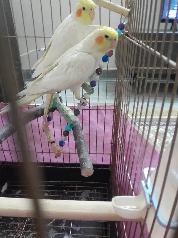 سخنگو رخ به رخ|پرنده|شاهدشهر, |دیوار