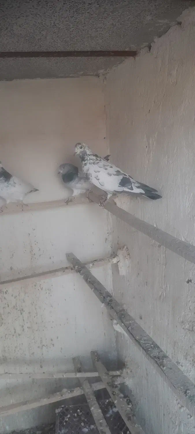 ی نر سوسکی کشیده همه چی تموم جوان وسرحال|پرنده|کوهدشت, |دیوار