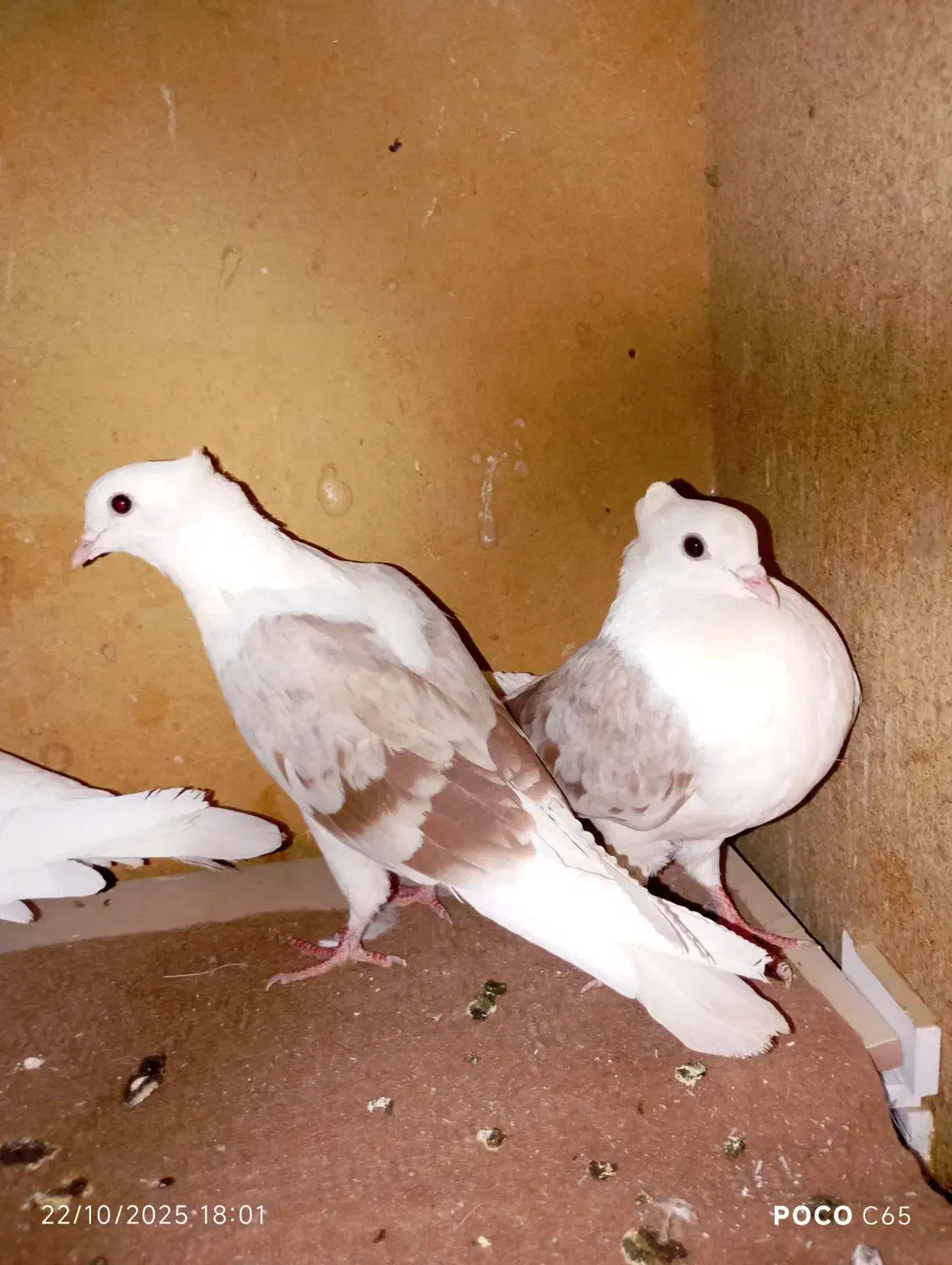 جفت پشتار مهر مهر|پرنده|اردکان, |دیوار