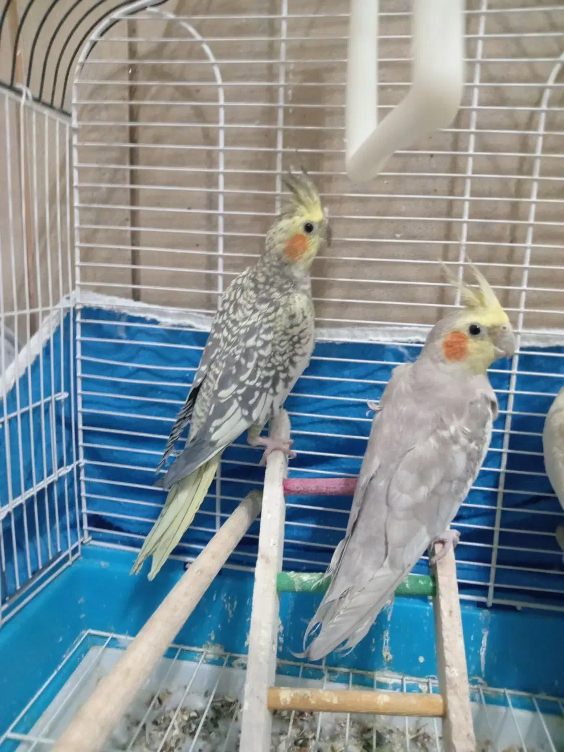 عروس هلندی نروماده|پرنده|نجفآباد, دانش|دیوار