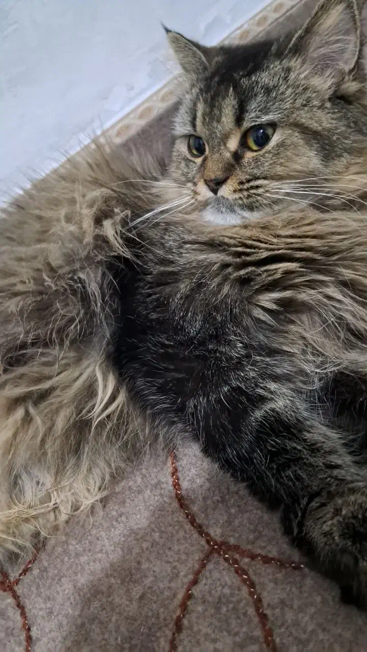 گربه ماده بیریتیش پرشین|گربه|محمدشهر, زیبادشت|دیوار