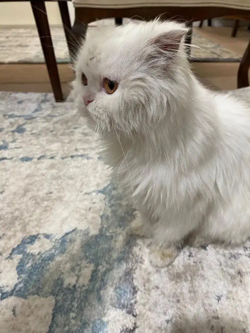 گربه اسکاتیش|گربه|میاندوآب, |دیوار