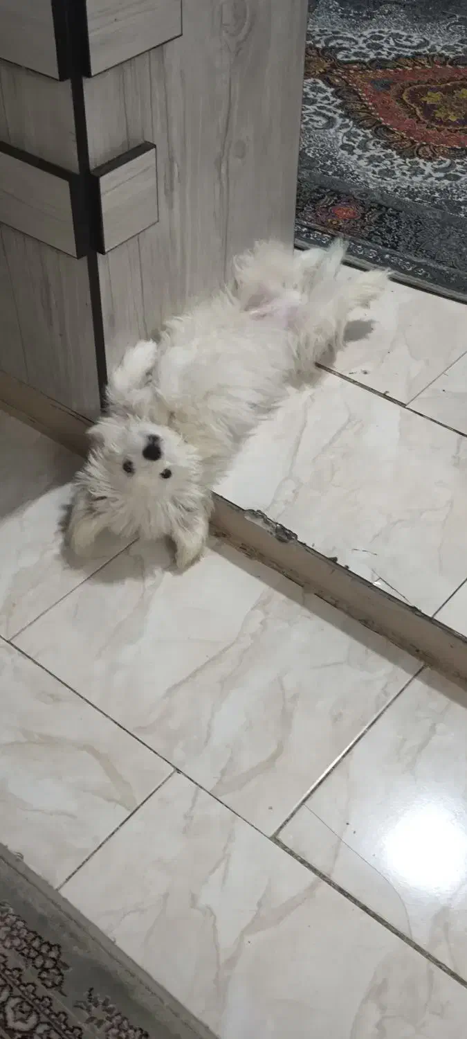 شیتزو|سگ|اسلامشهر, شهرک سالور|دیوار