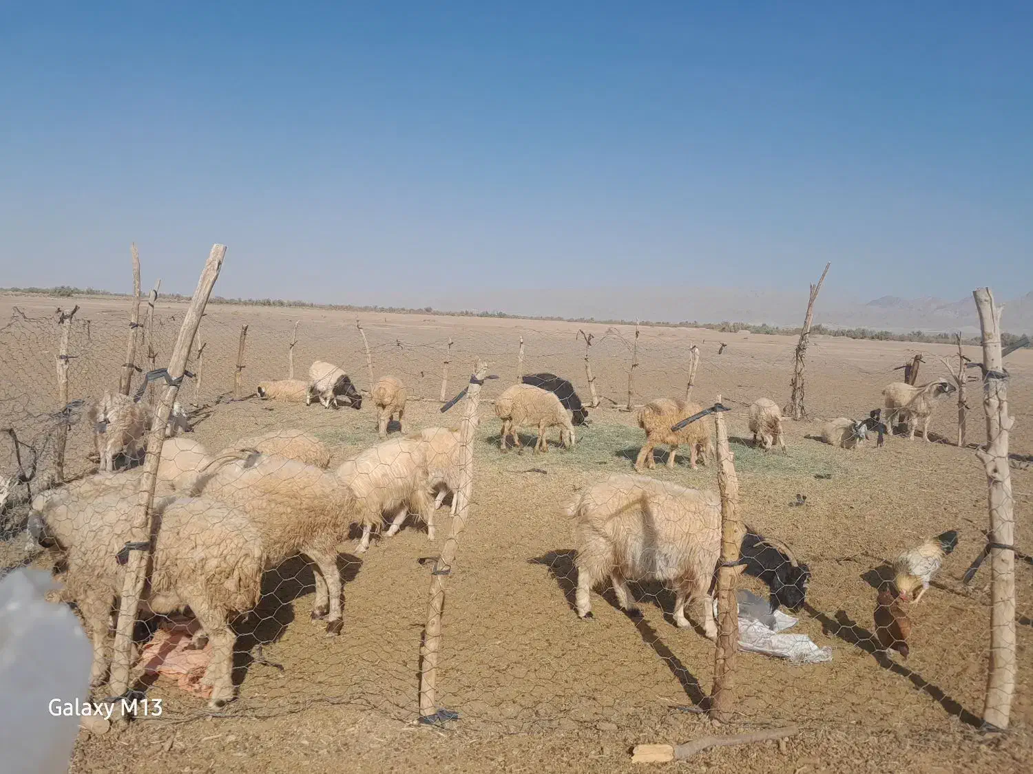 گوسفند فروشی|حیوانات مزرعه|حاجی آباد, |دیوار