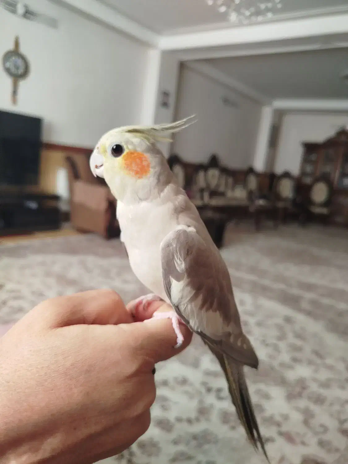 عروس هلندی|پرنده|زنجان, |دیوار