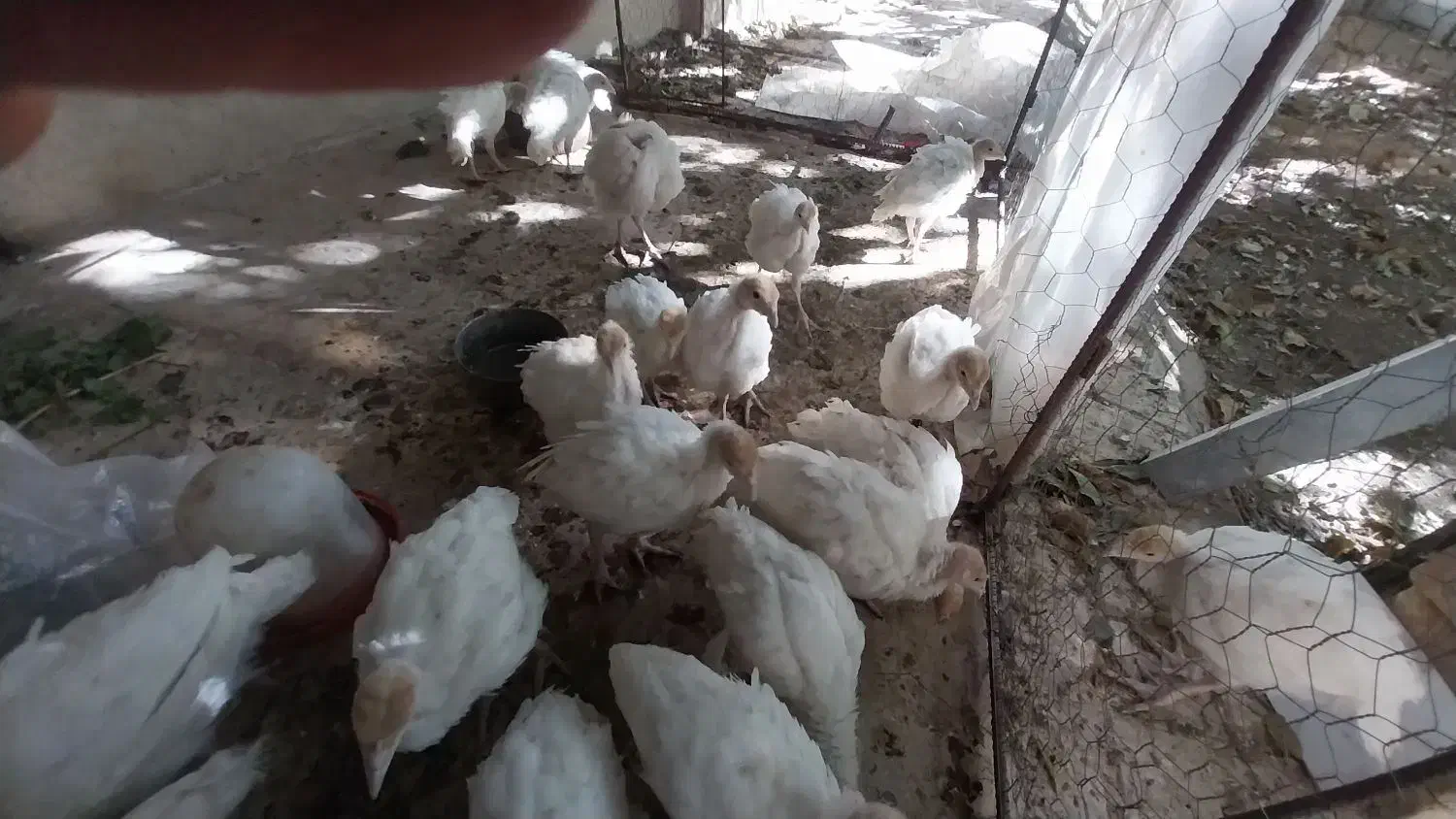 جوجه بوقلمون آماده برای پروارکردن|حیوانات مزرعه|شازند, |دیوار