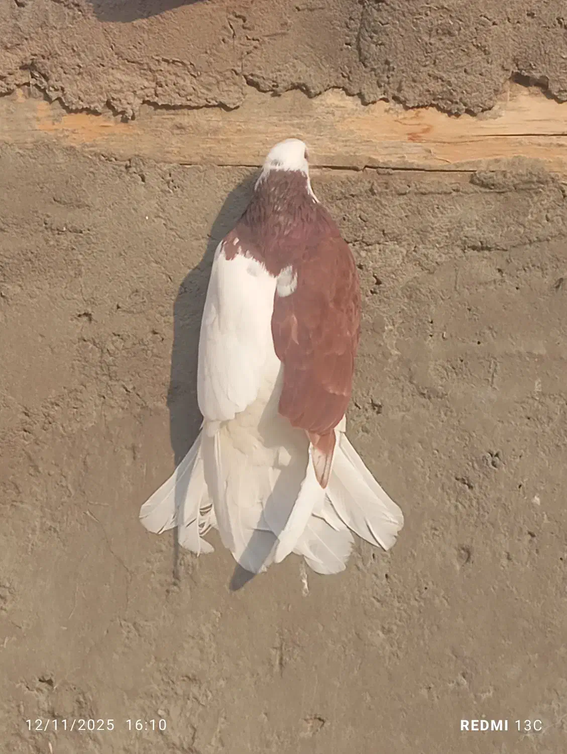 کبوتر|پرنده|اهر, |دیوار