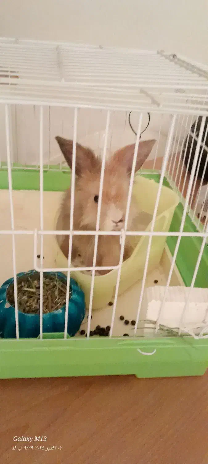 خرگوش|موش و خرگوش|قوچان, |دیوار