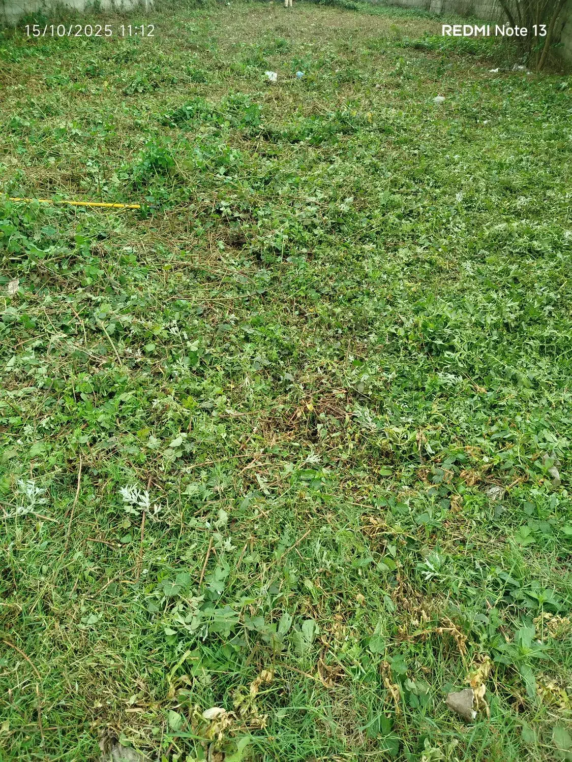 چمن زنی وعلف زنی|خدمات باغبانی و درختکاری|خمام, |دیوار