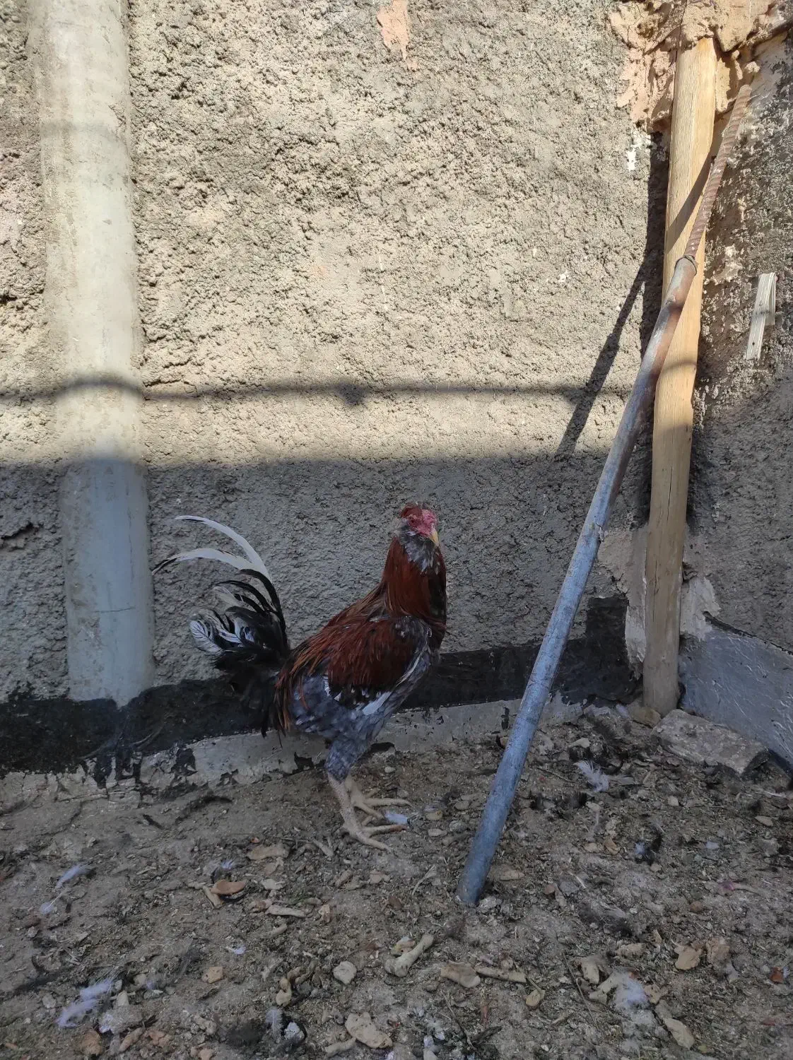 خروس|حیوانات مزرعه|حبیب آباد, |دیوار