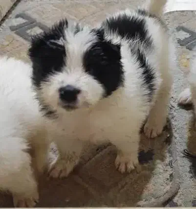 سااموید دورنگ سیاه و سفید|سگ|نجفآباد, رحمت آباد|دیوار